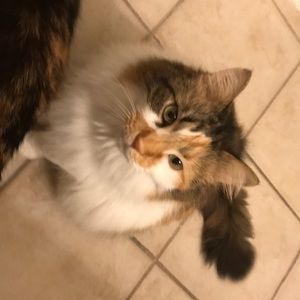 Meet your Posher, Antoinetta